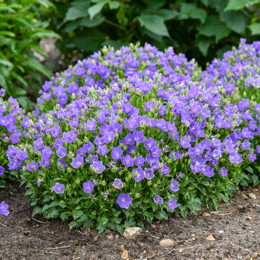 Campanula carpatica 'Midnight' (Bellflower)