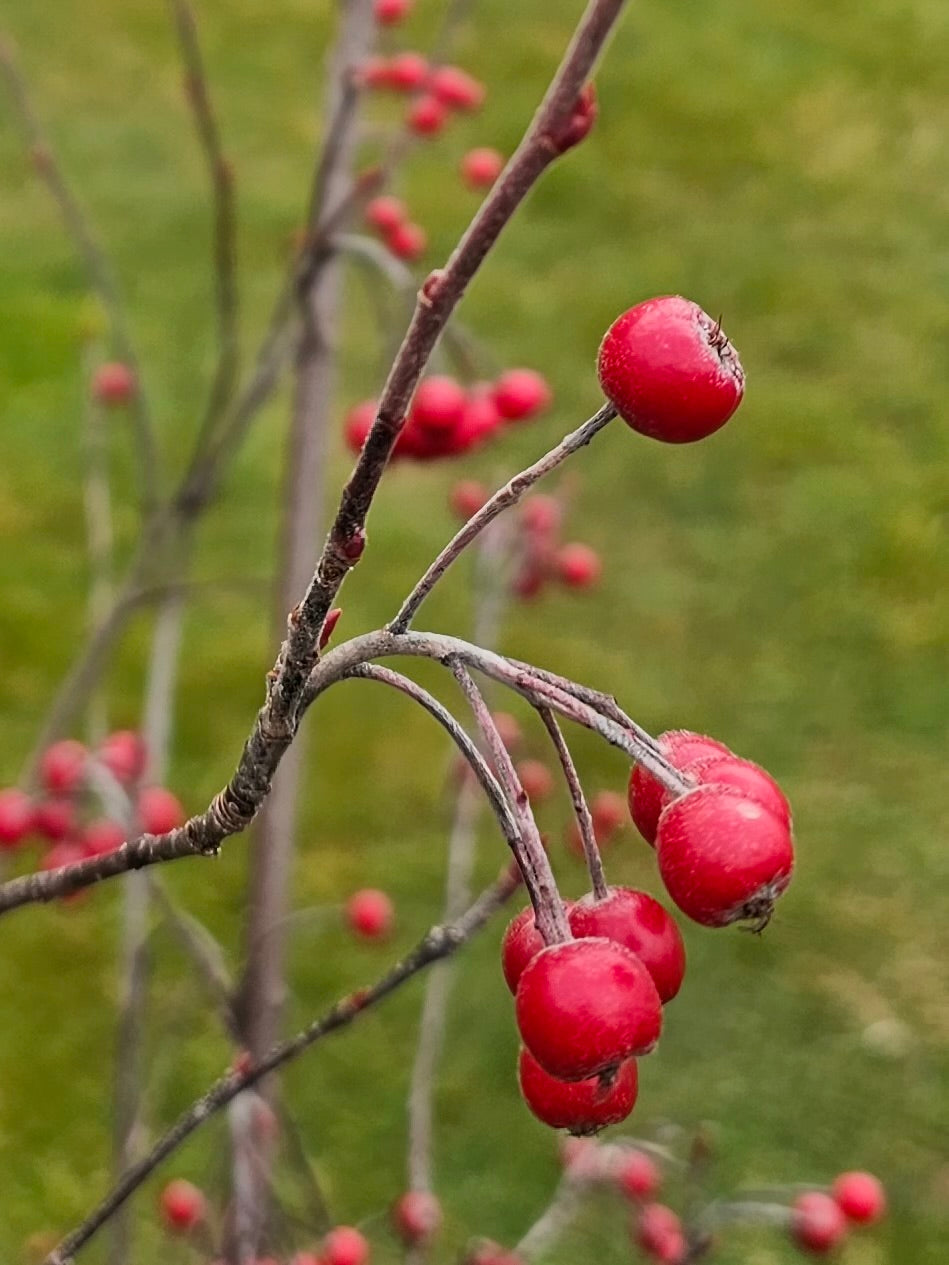 Aronia arbutifolia 'Brilliantissima'
