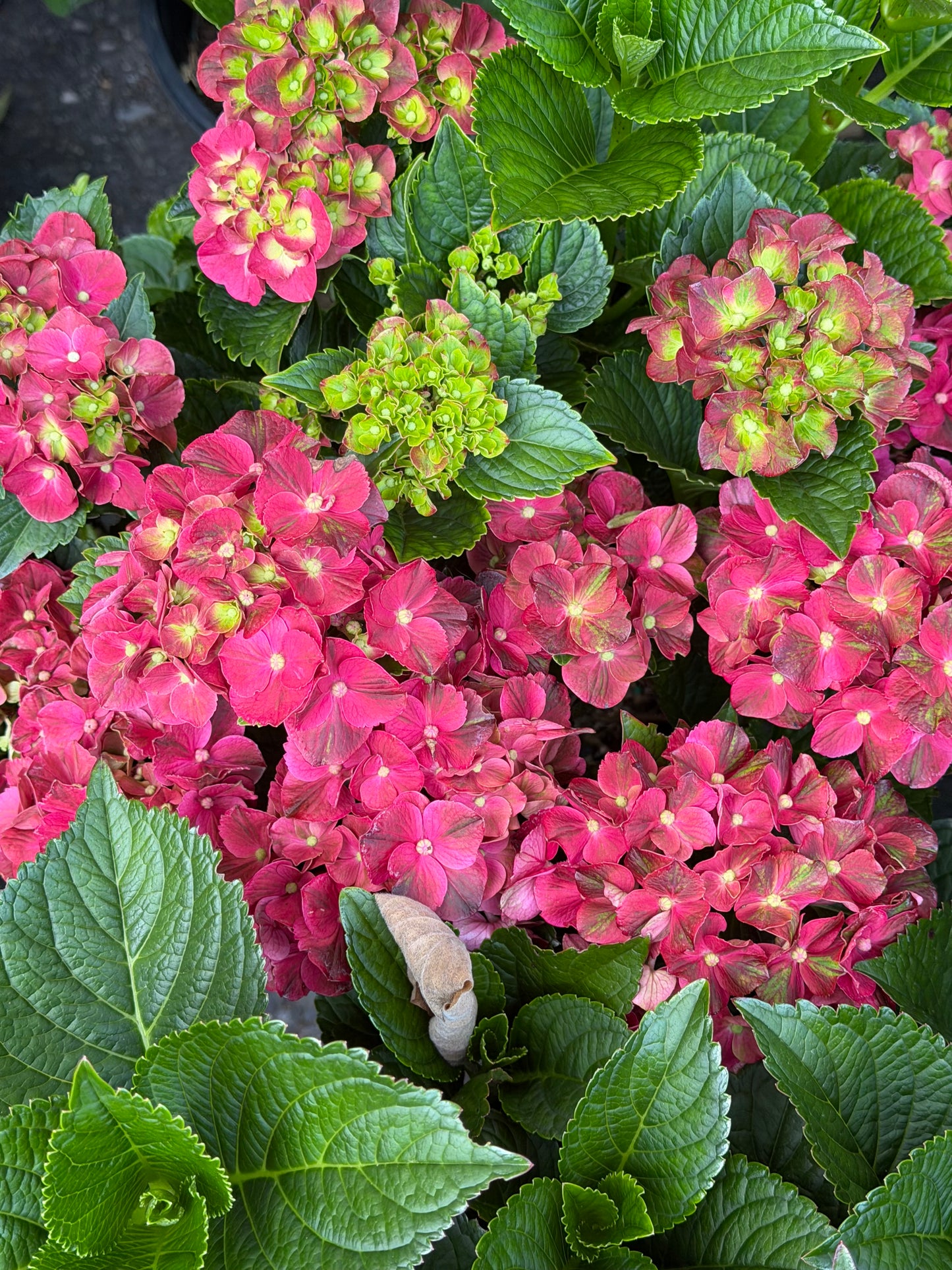 Hydrangea macrophylla 'Cherry-Go-Round'™ (Bigleaf hydrangea)