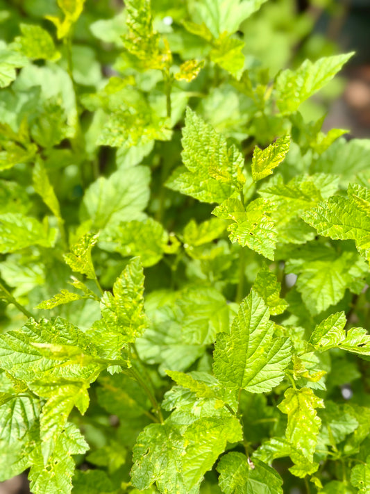 Physocarpus opulifolius 'Nanus' - Ninebark