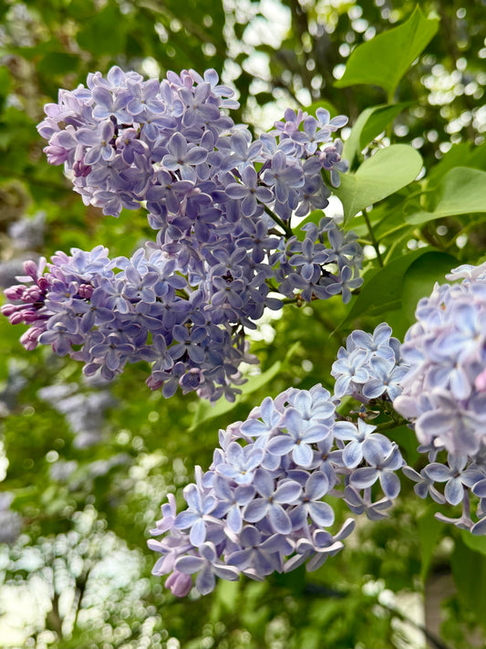 Syringa vulgaris 'President Lincoln' - Lilac