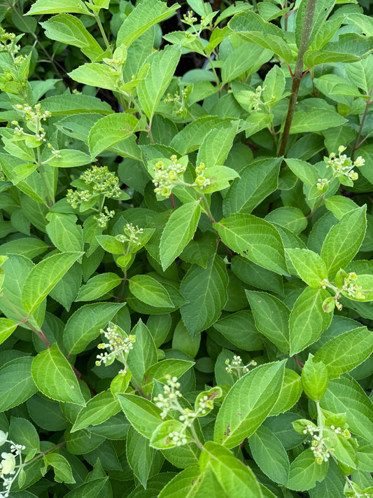 Hydrangea paniculata 'Zinfin Doll'
