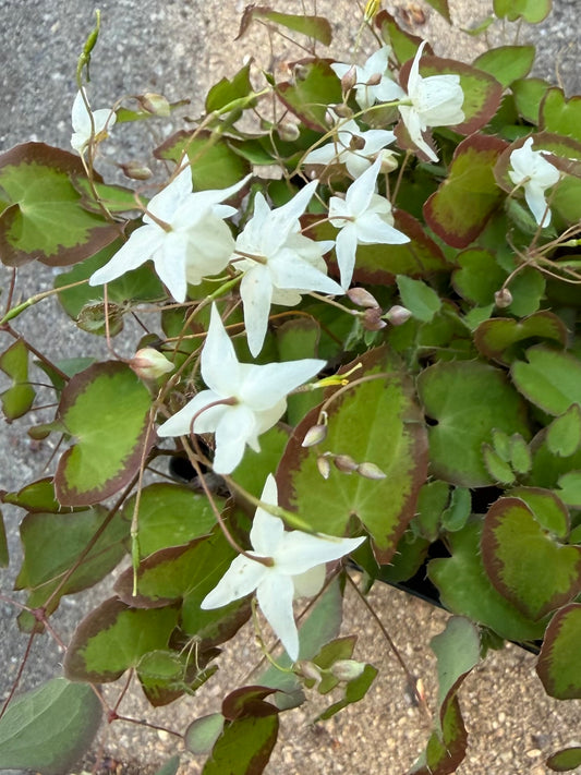 Epimedium x youngianum 'White Cloud'