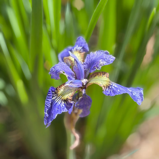 Iris sibirica 'Chatter Box Belle'