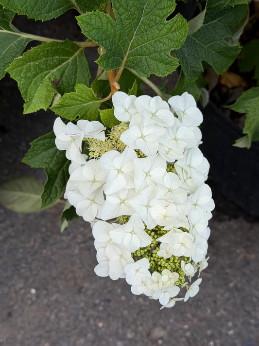 Hydrangea quercifolia 'Jetstream' (Oakleaf Hydrangea)