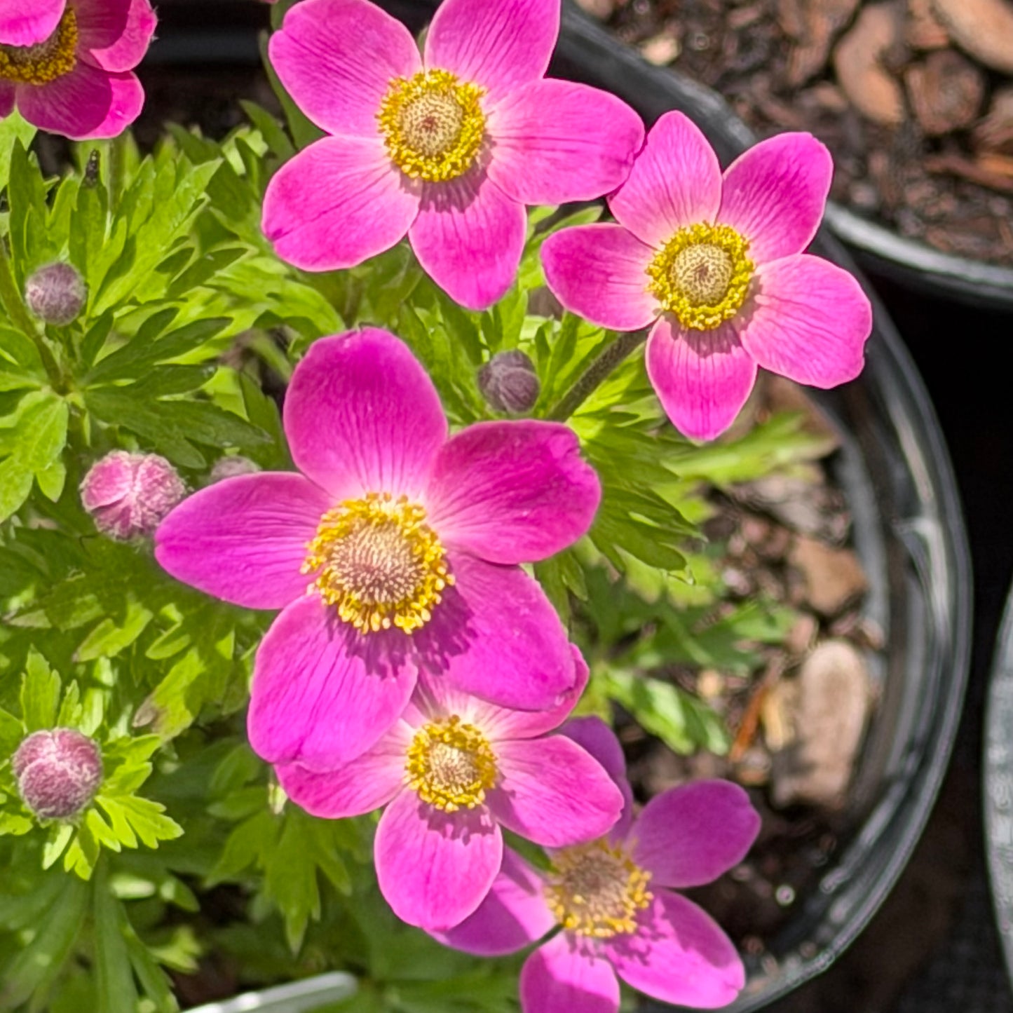 Anemone sylvestris 'Spring Beauty Pink'