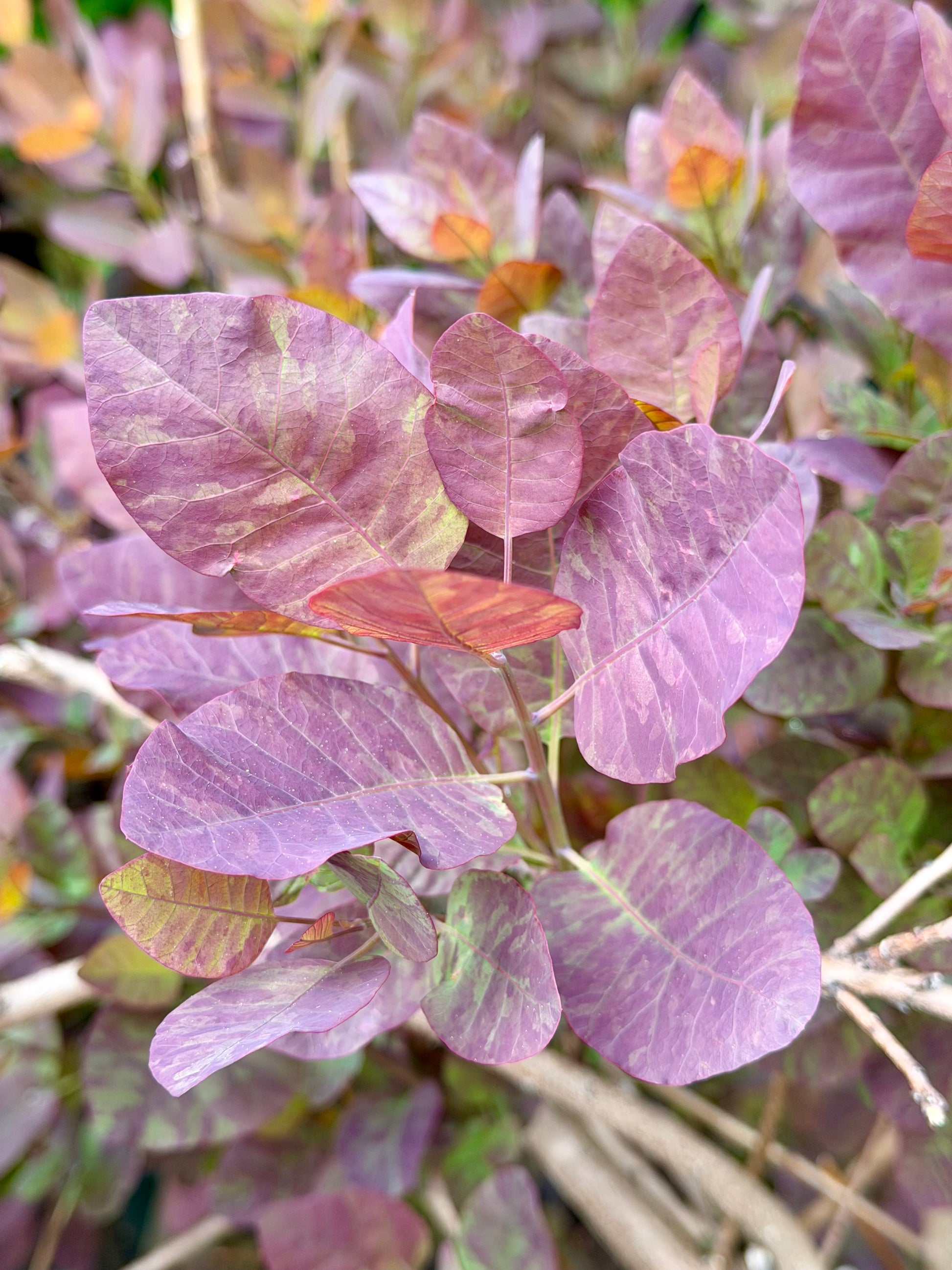 Cotinus 'Royal Purple'
