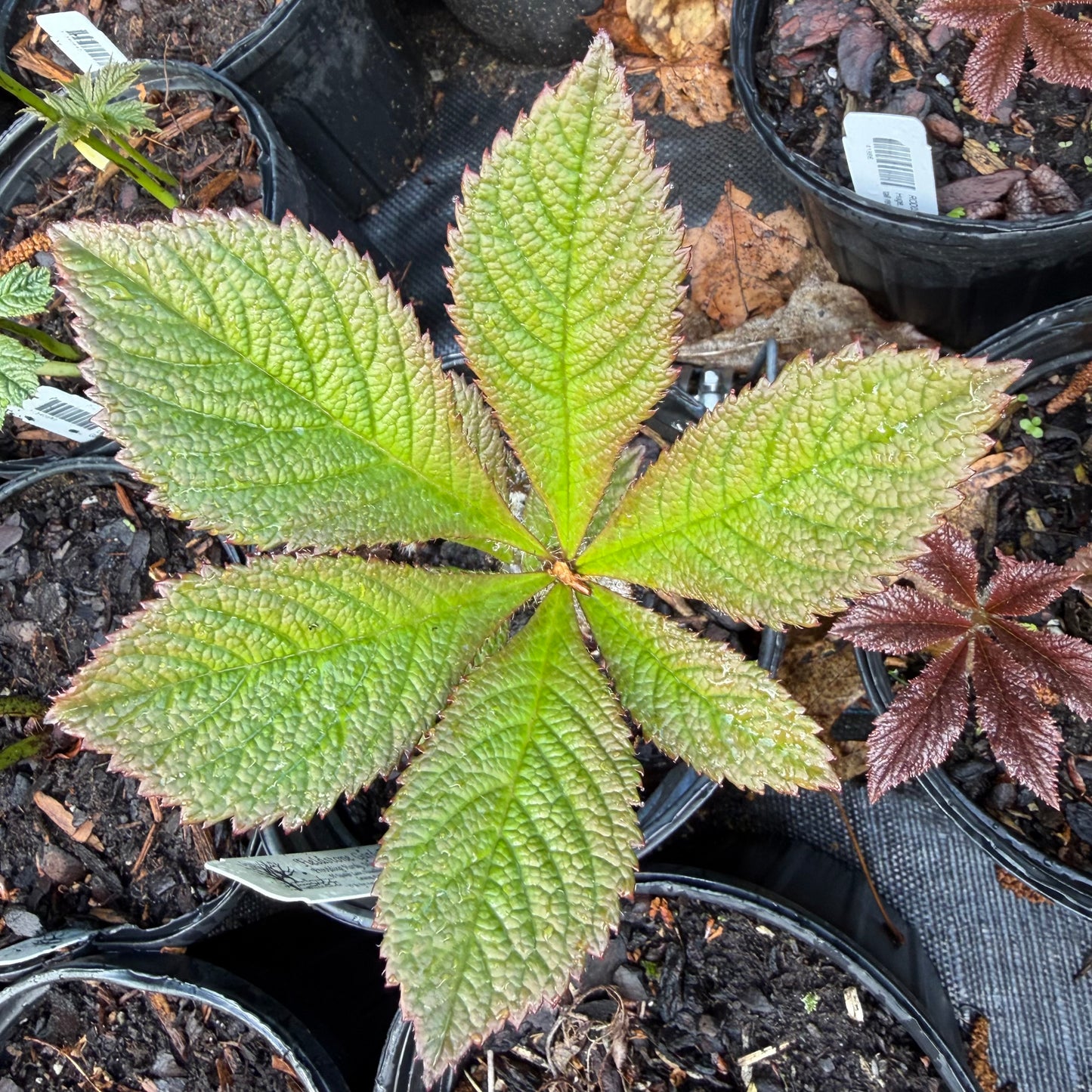 Rodgersia pinnata 'Die Gmund'