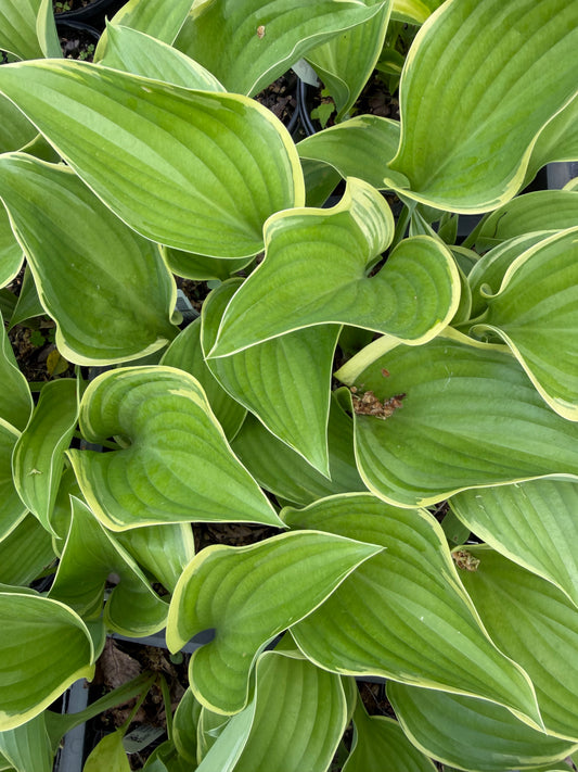 Hosta 'Victory'