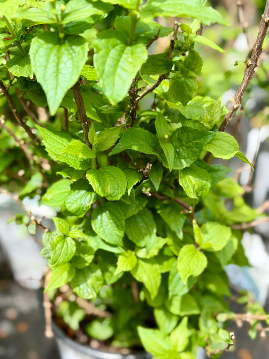 Philadelphus 'Illuminati Tower' - Mockorange