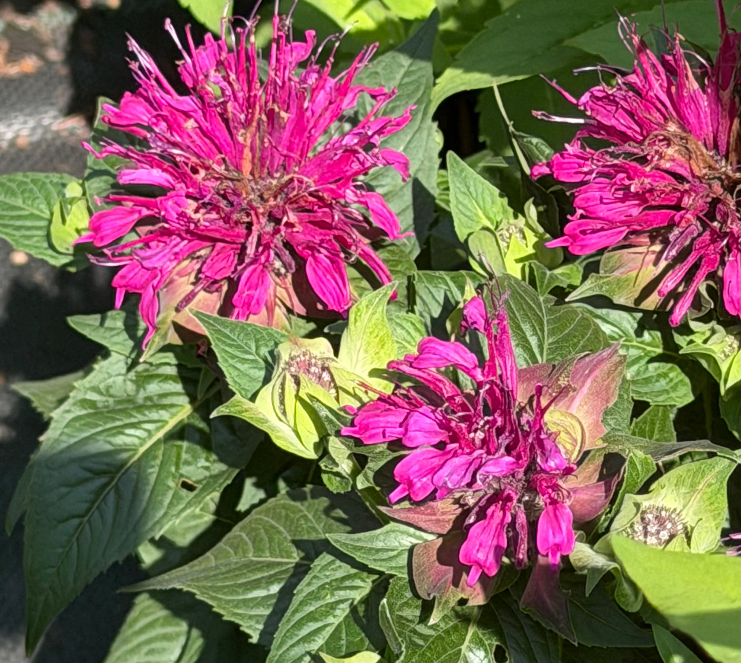 Monarda didyma 'Bee-Mine™ Purple' (Bee Balm)