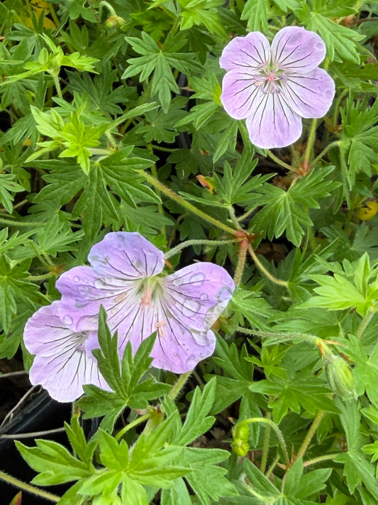 Geranium sanguineum 'Frivolius Lilac'