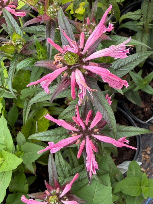 Monarda didyma 'Electric Neon Coral'