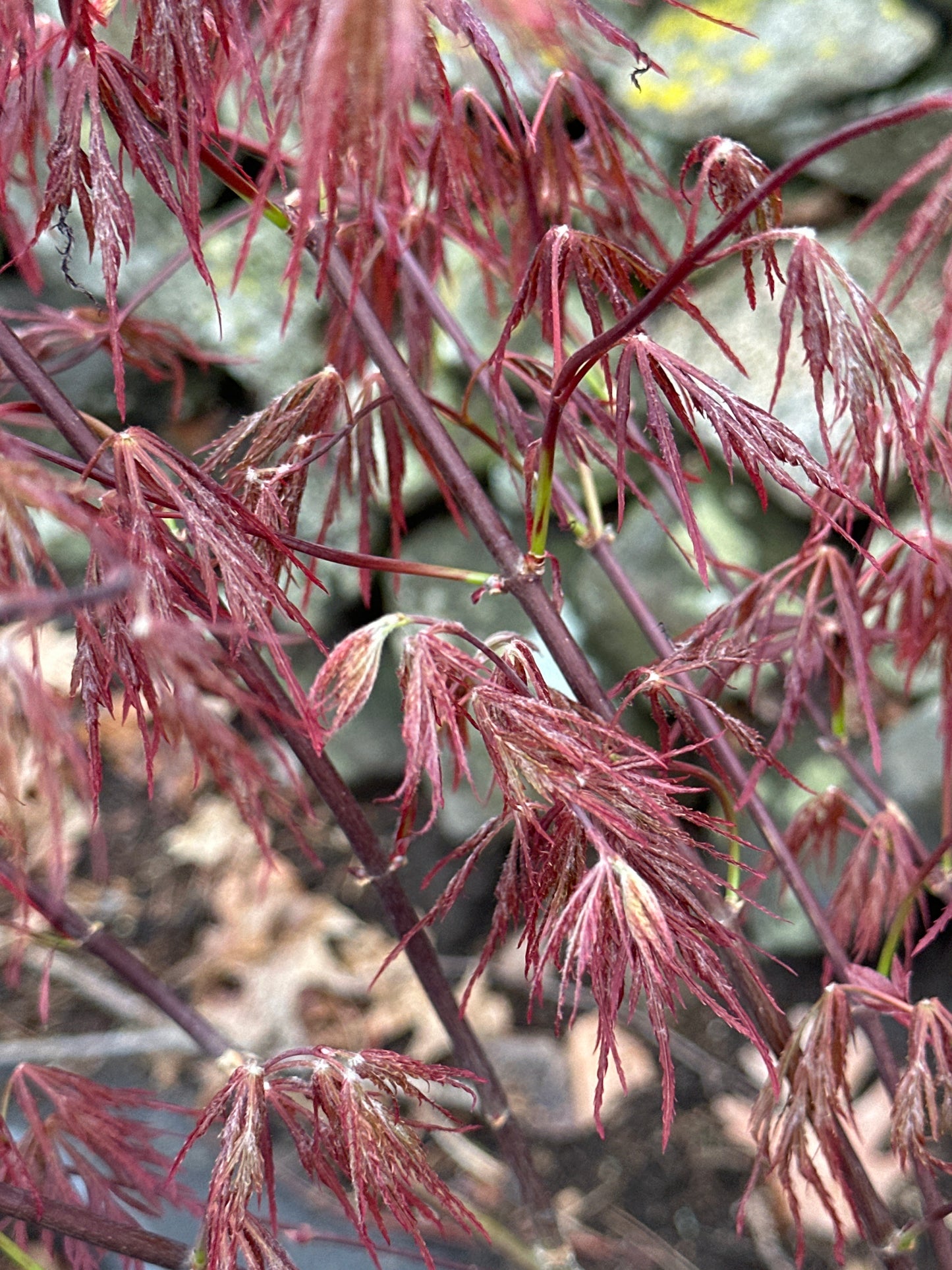 Acer palmatum dissectum 'Crimson Queen' - Japanese Maple