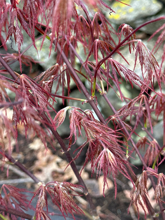 Acer palmatum dissectum 'Crimson Queen' - Japanese Maple
