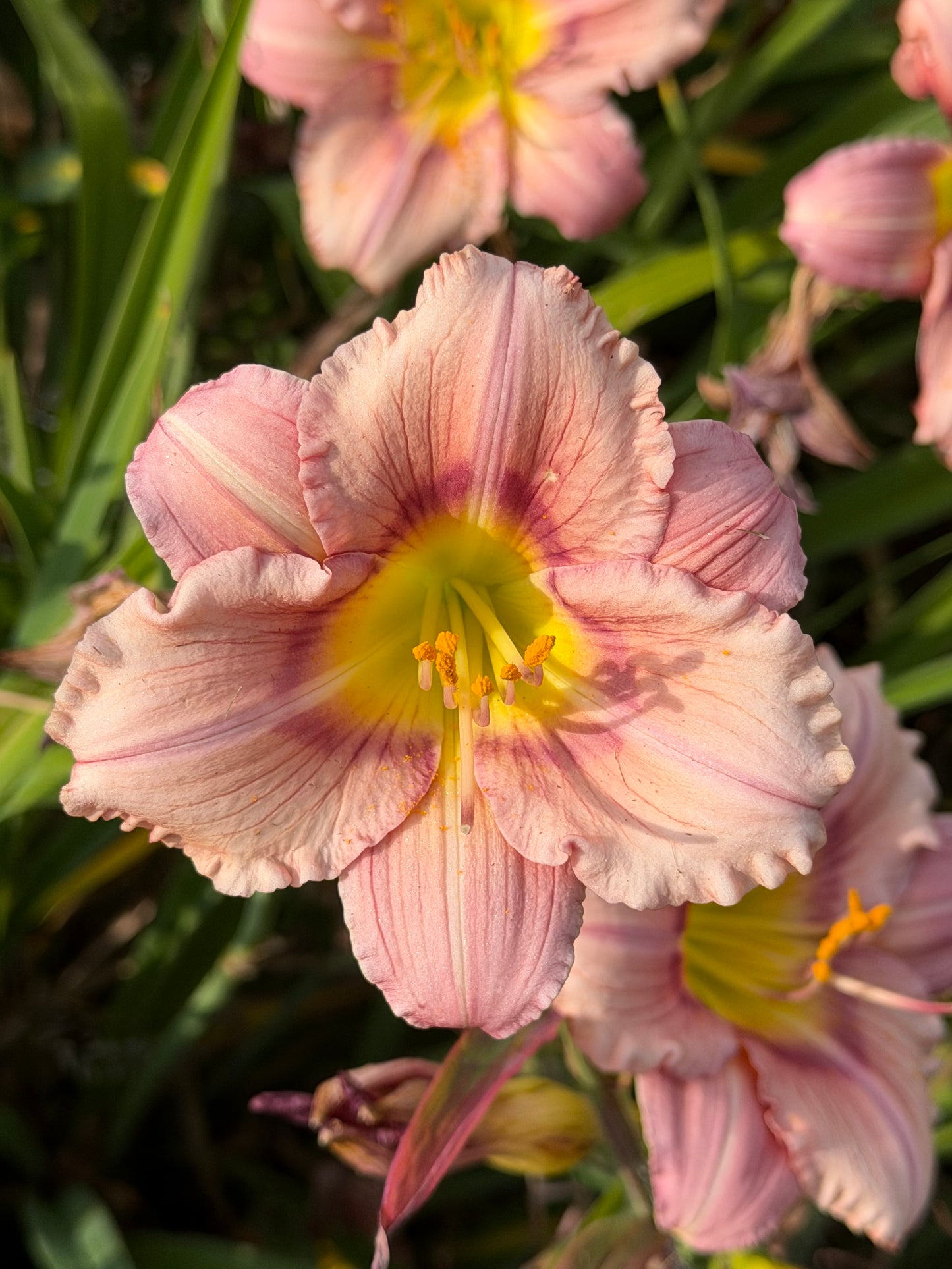 Hemerocallis 'Stephanie Returns'