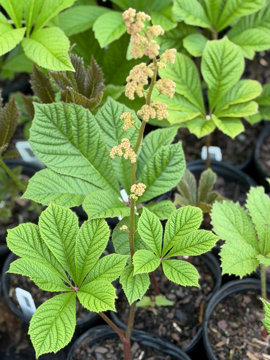 Rodgersia aesculifolia 'Irish Bronze'