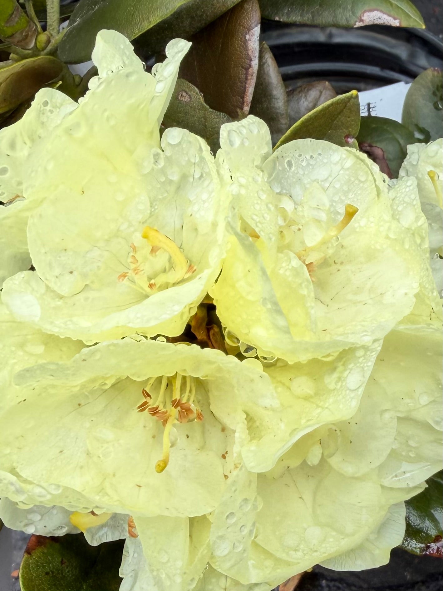 Rhododendron ‘Lemon Dream’