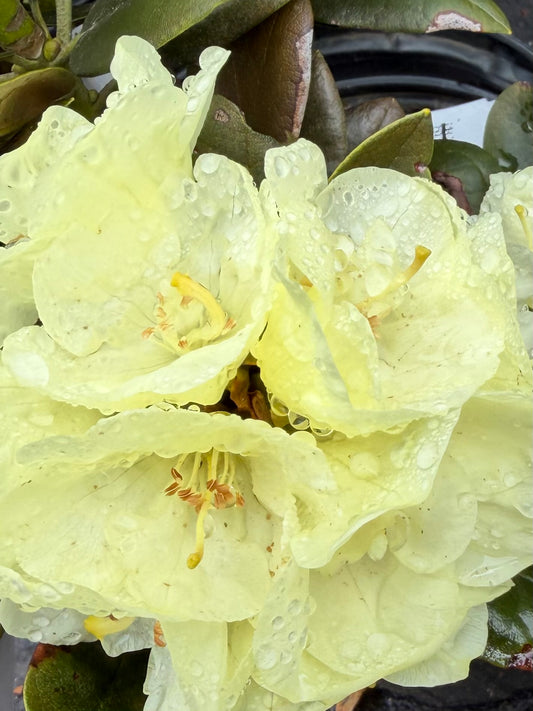 Rhododendron ‘Lemon Dream’