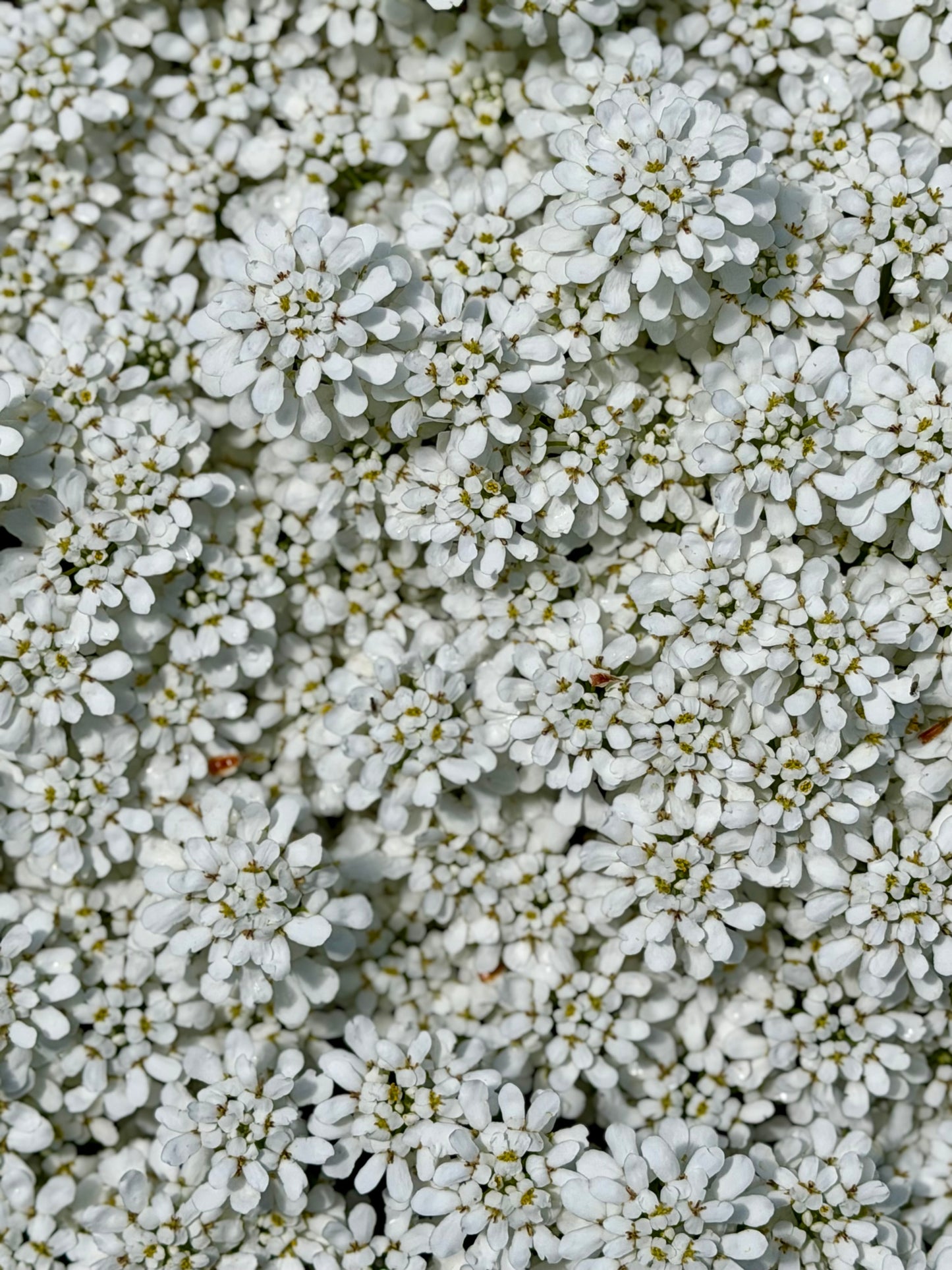 Iberis sempervirens 'Snowsation' (Candytuft)