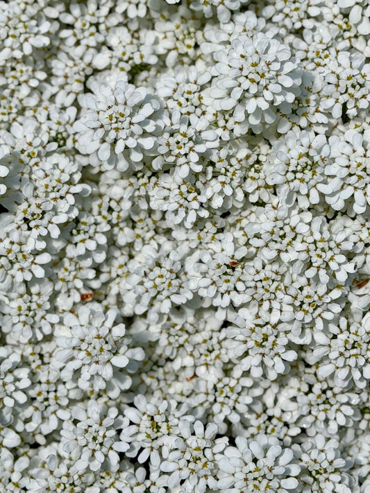 Iberis sempervirens 'Snowsation' (Candytuft)