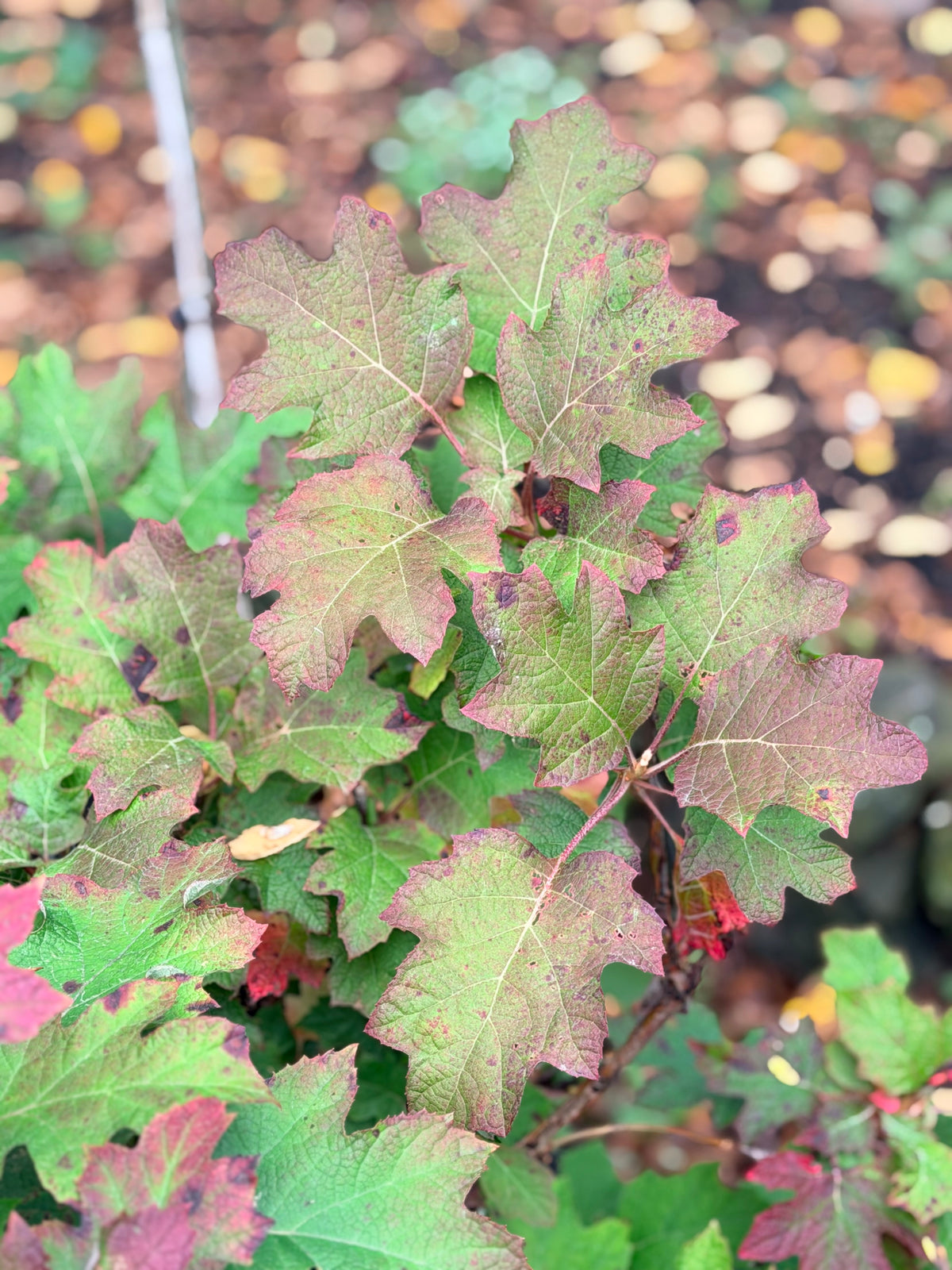 Hydrangea quercifolia 'Ruby Slippers' (Oakleaf Hydrangea)