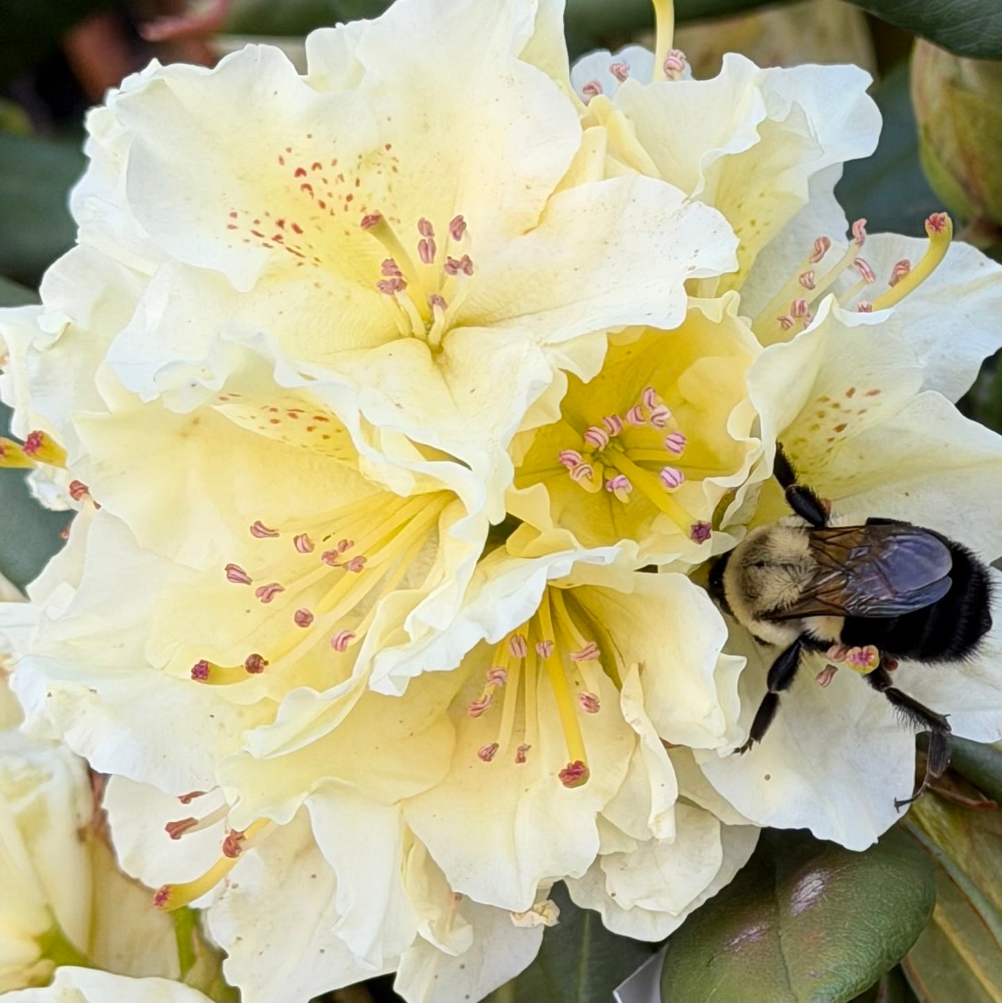 Rhododendron 'Capistrano'