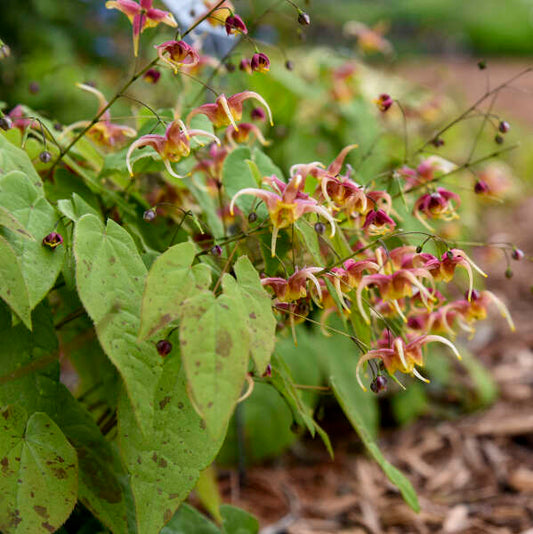 Epimedium x omeiense 'Rigoletto'