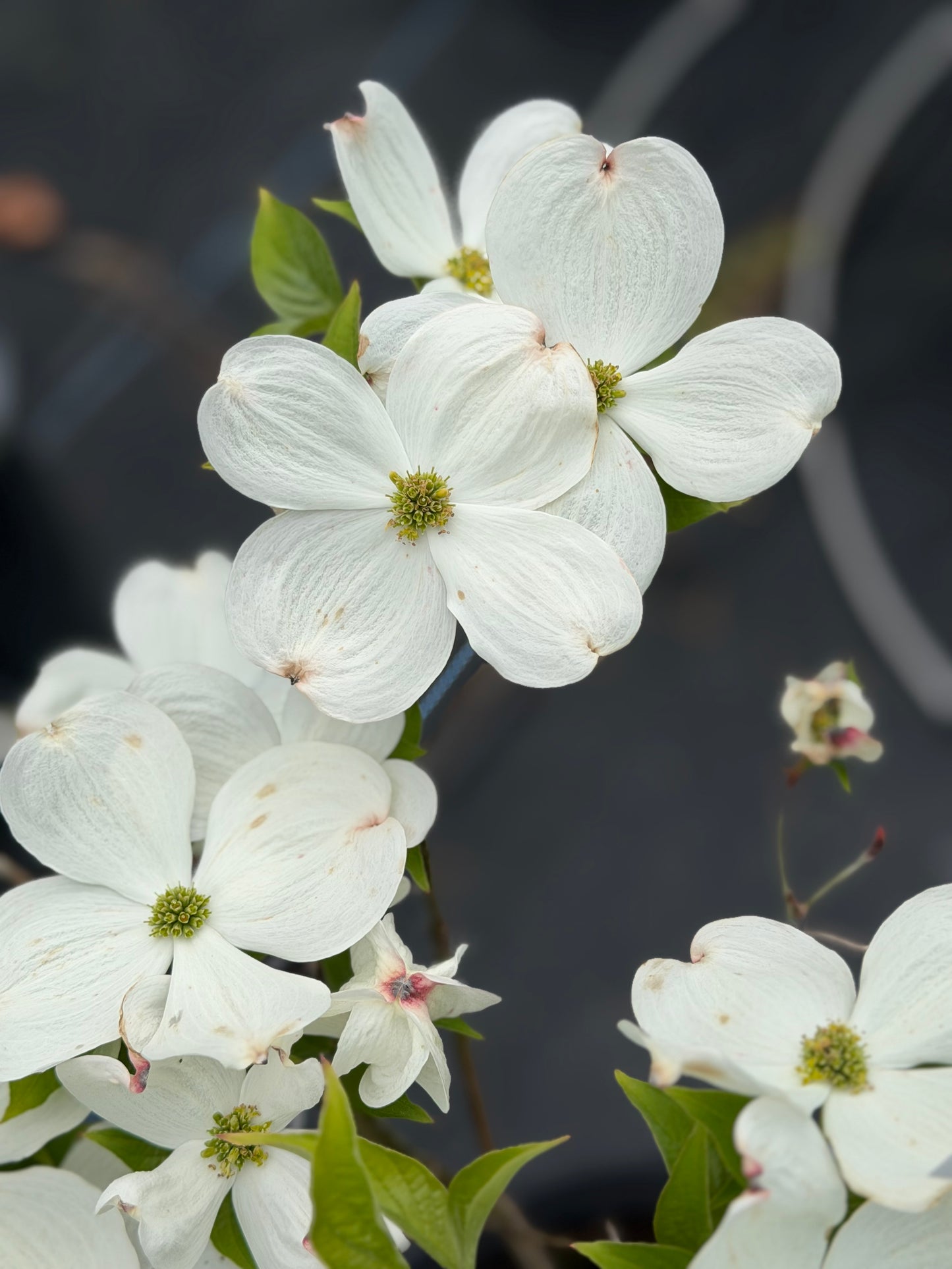 Cornus florida 'Cloud 9' (Flowering Dogwood Tree)