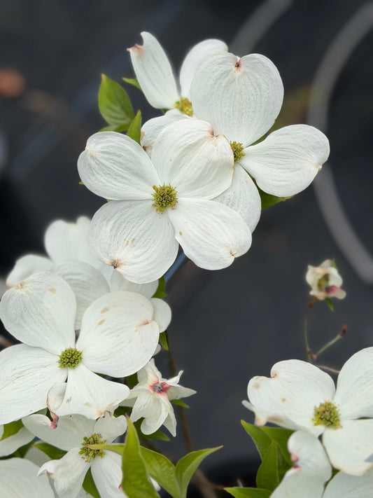 Cornus florida 'Cloud 9' (Flowering Dogwood Tree)