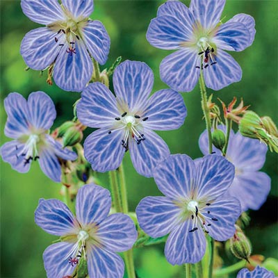 Geranium pratense 'Mrs. Kendall Clark'