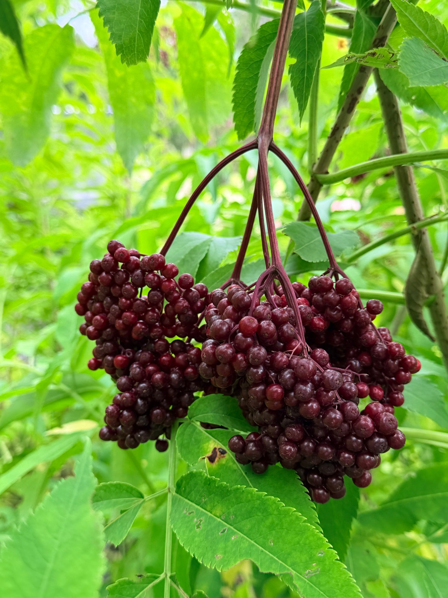 Sambucus canadensis 'York' (Elderberry)