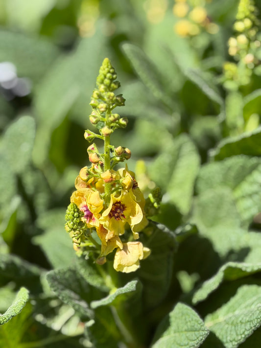 Verbascum x 'Dark Eyes' (Mullein)