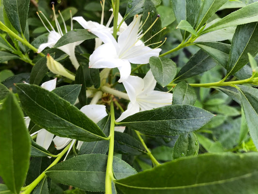 Rhododendron viscosum (Swamp Azalea)