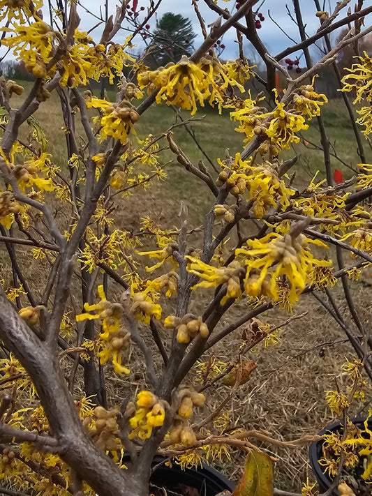 Hamamelis virginiana 'Little Prospect' (Witch Hazel)