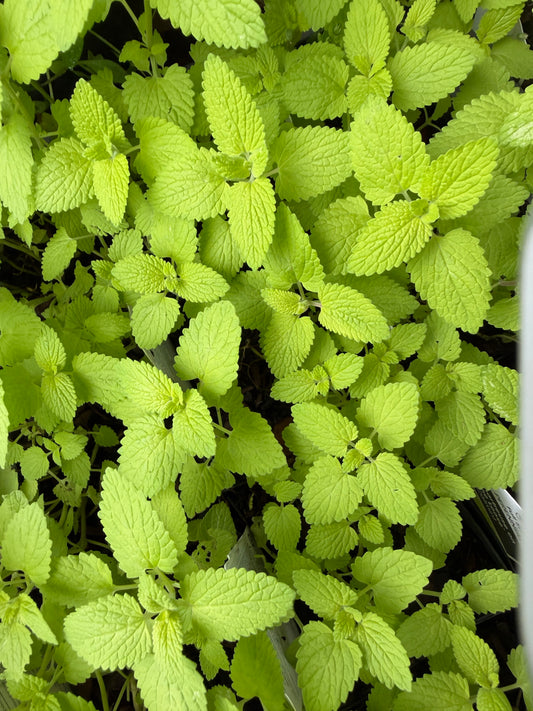 Nepeta 'Chartreuse on the Loose' (Catmint)