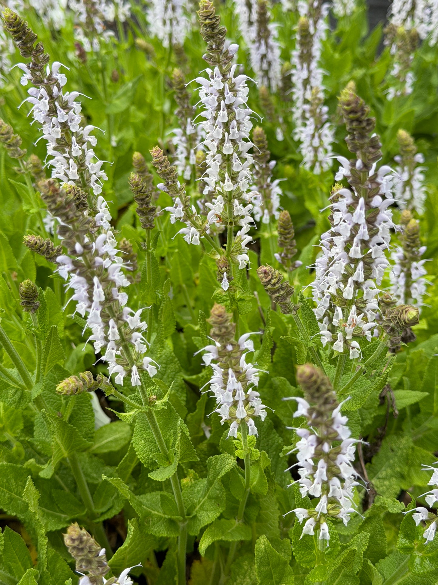 Salvia nemorosa 'Bumblesky'