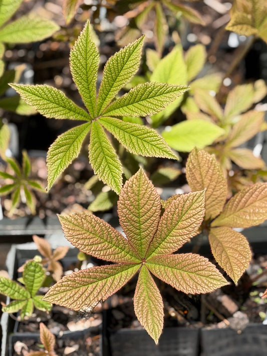 Rodgersia pinnata 'Elegans'