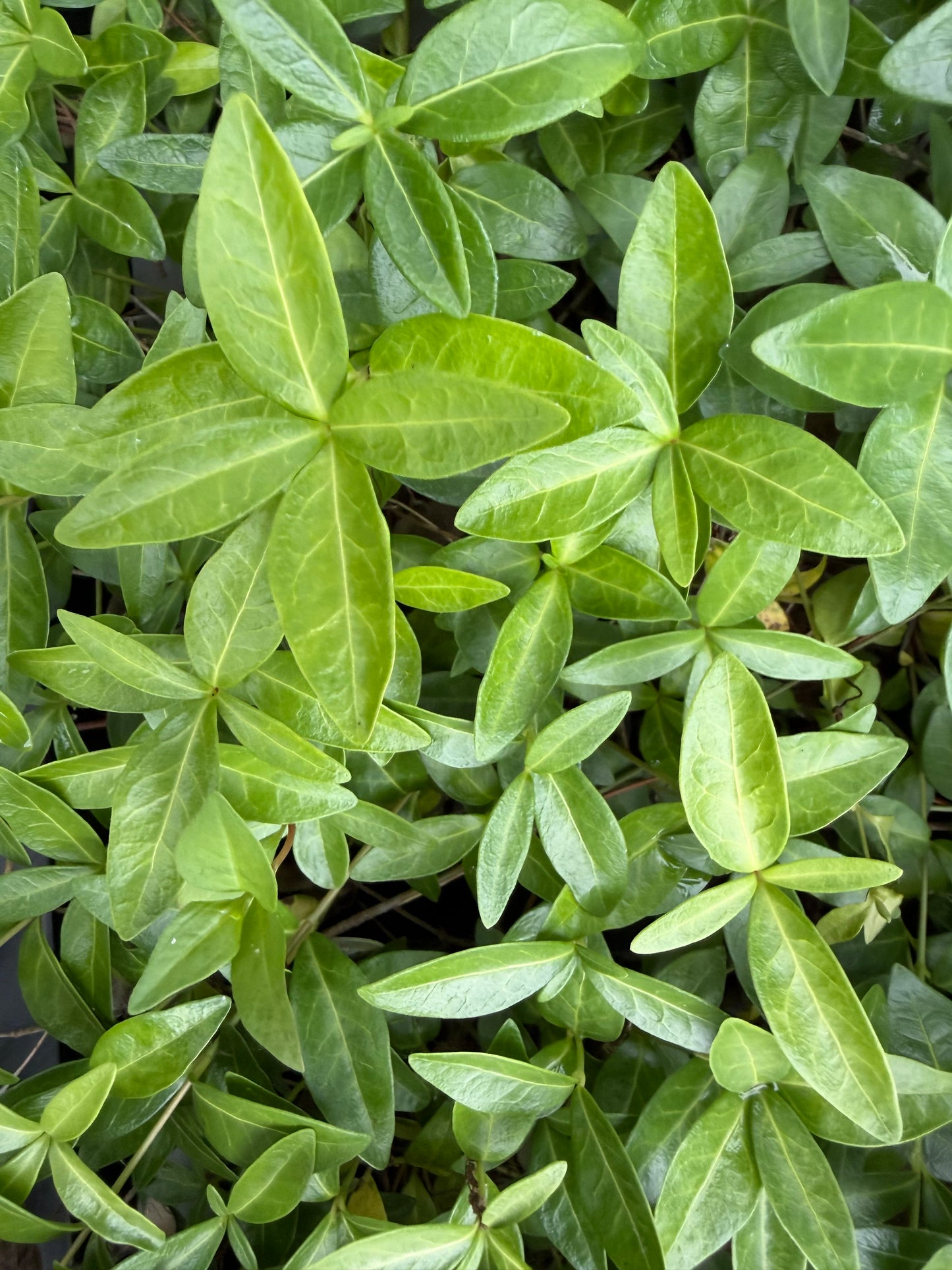 Vinca minor 'Valley Glow'