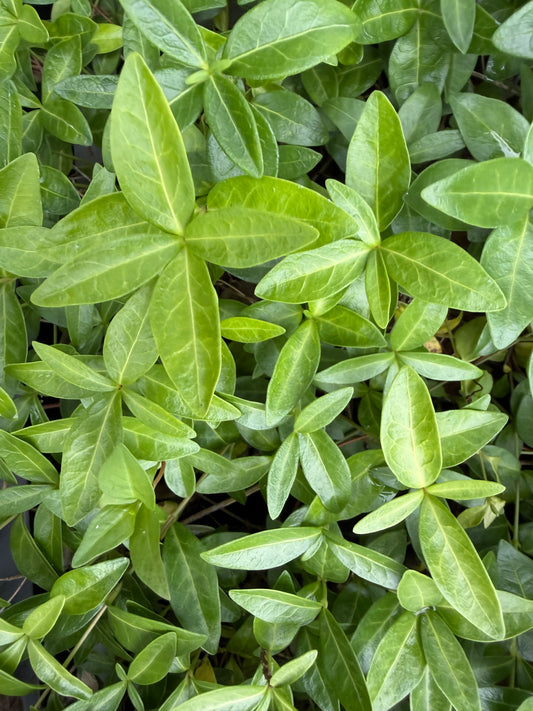 Vinca minor 'Valley Glow'