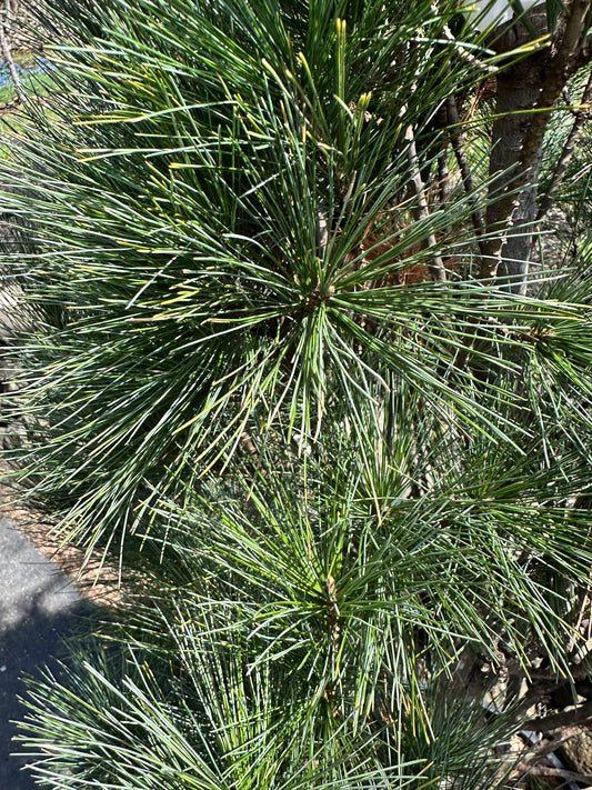 Pinus strobus 'Stowe Pillar' (Stowe Pillar Eastern White Pine)