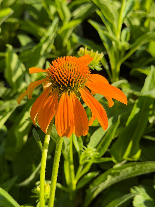 Echinacea Guatemala™ ‘Gold’ (Coneflower)