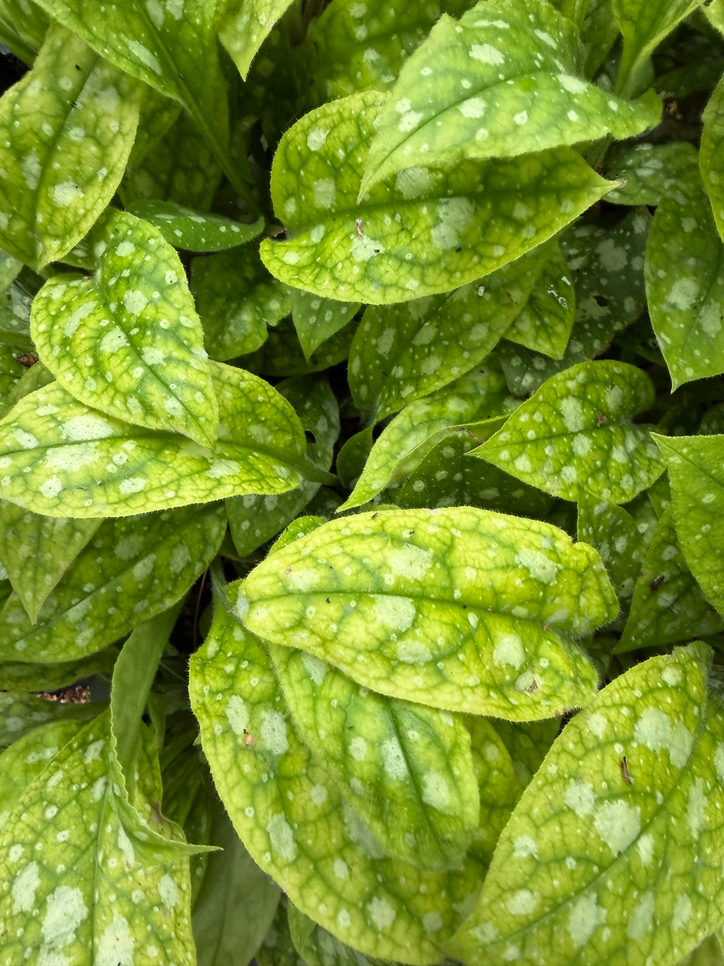 Pulmonaria 'Shrimps on the Barbie' (Lungwort)