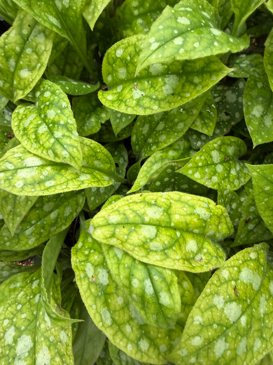 Pulmonaria 'Shrimps on the Barbie' (Lungwort)