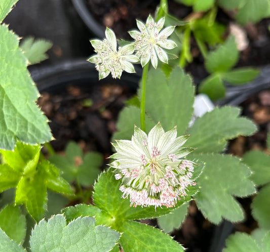 Astrantia major 'Buckland' (Masterwort)