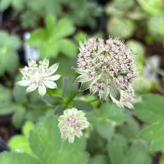 Astrantia major 'Buckland' (Masterwort)