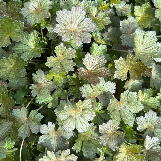 Geranium x 'Orkney Cherry'