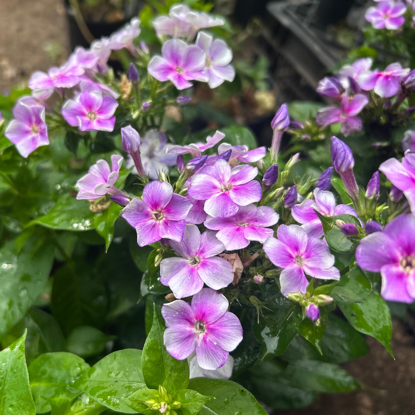 Phlox paniculata 'Bambini® Lucky Lilac'