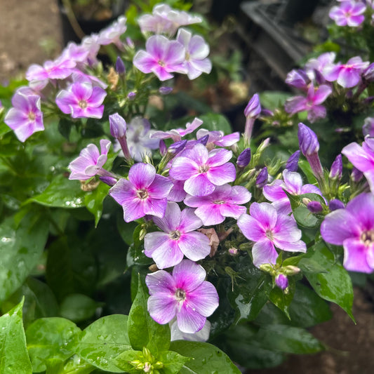 Phlox paniculata 'Bambini® Lucky Lilac'