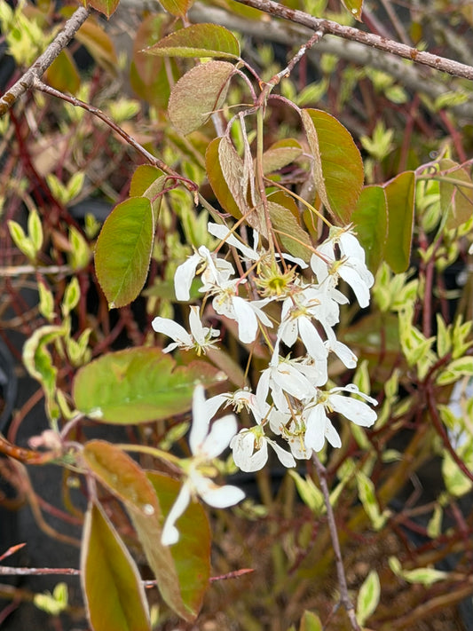 Amelanchier grandiflora levis 'Autumn Brilliance' (Serviceberry, Shadbush)